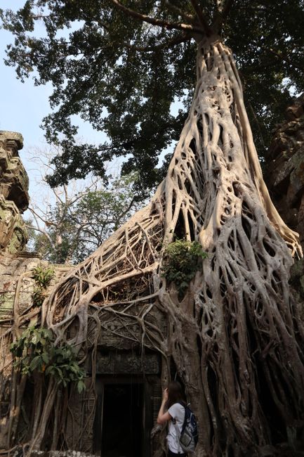 Ein besonders eindrucksvoller Baum in Ta Phrom.