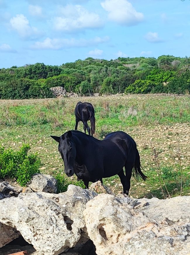 Cami de Cavalls mit Markus auf Menorca / Spanien