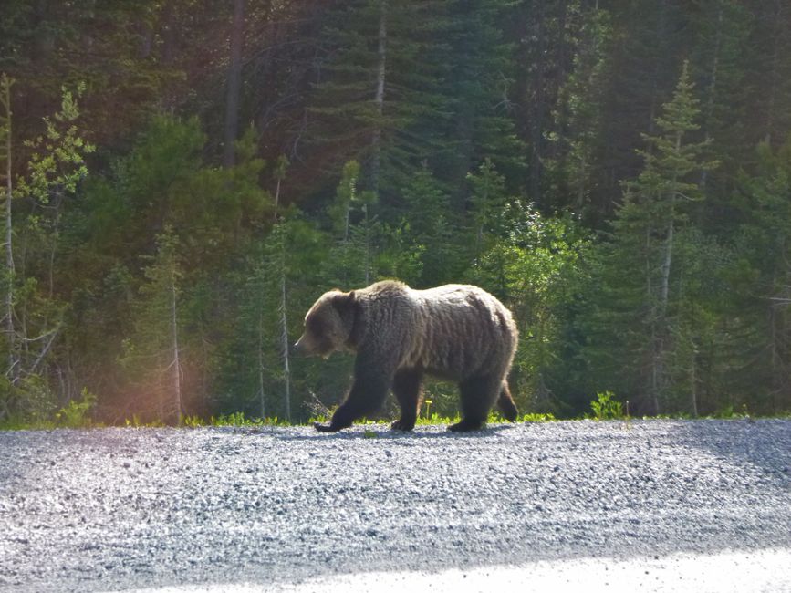 Grizzly bear: notice the muscular hump from the front legs and round ears