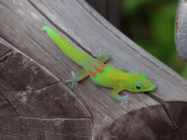 Einer der unzähligen Geckos auf Hawaii