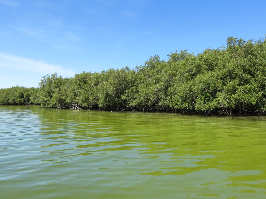 Eastern Mangroves NP