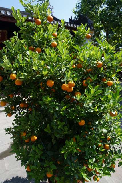 Mandarin Trees