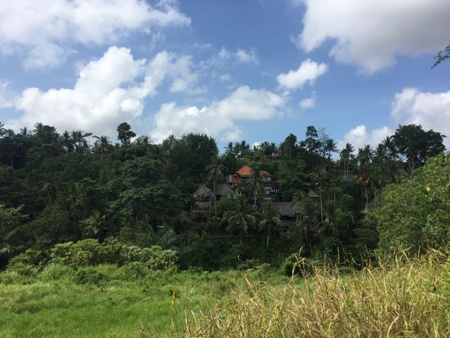 Reisterrassen umgeben vom Dschungel