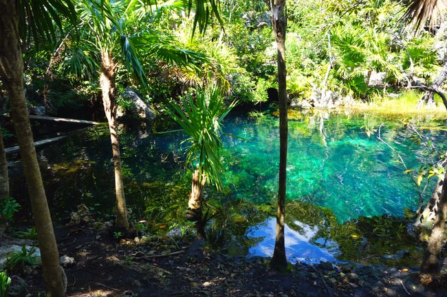 Mexiko - Cenote Jardin del Eden
