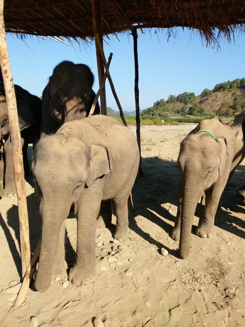 Ta Lal Elephant Camp