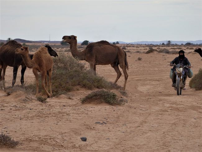 Oasen in Marokko und Regen in der Wüste