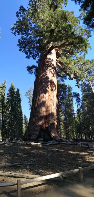 Tag 27 - Yosemite