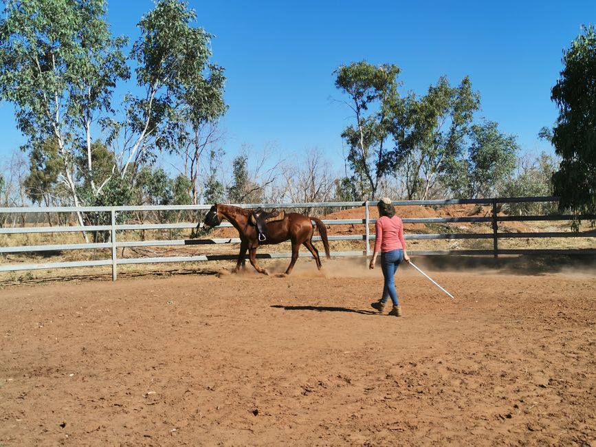 I lunge Cookie in the round pen