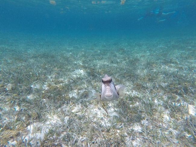 Belize: Caye Caulker