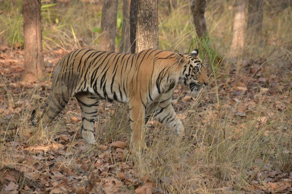 India - Madhya Pradesh - Bandhavgarh NP - Tiger #1