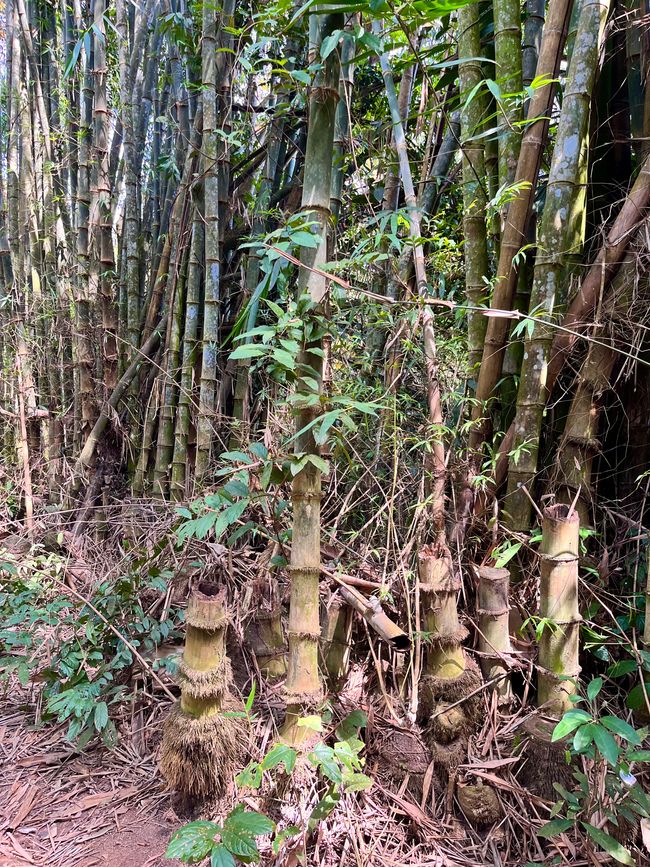 Bambusbäume 