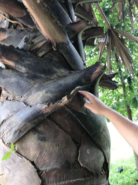 Mit der Rinde dieses Baumes wurde Menschen die Kehle aufgeschlitzt