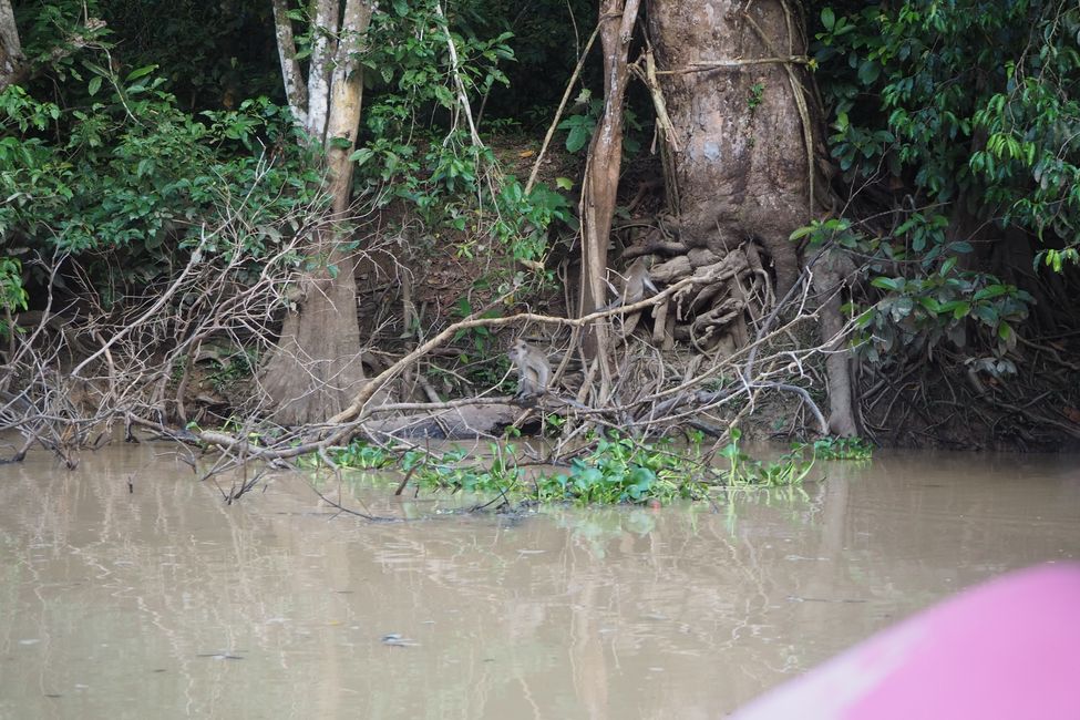 3-day Kinabatangan River Safari/Sabah/in Borneo 🇲🇾