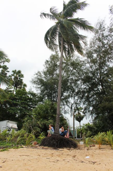 Short conflict situation defused thanks to a palm tree