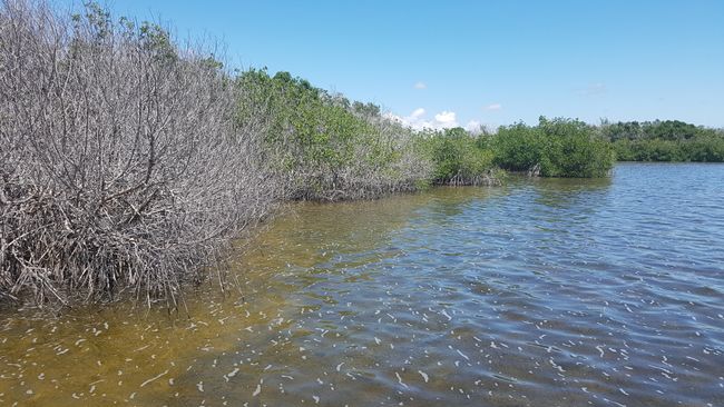 Day 16 - Everglades Vol. 1