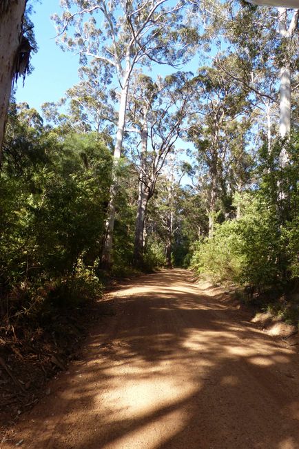 Day 51: Bow Bridge - Valley of the Giants - Shannon National Park