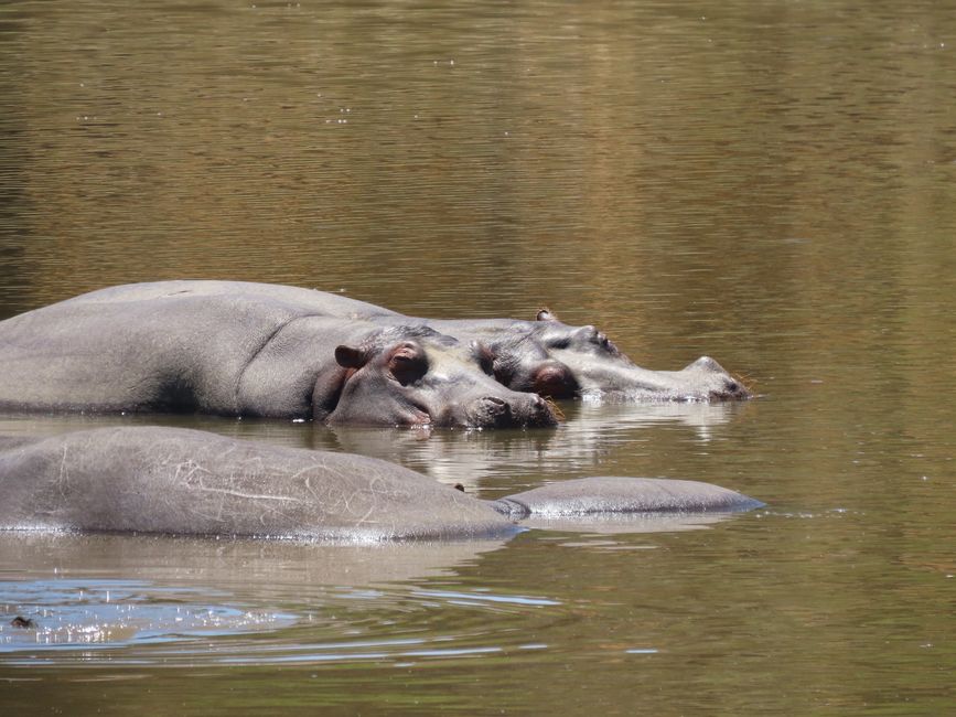 Die Flusspferde sahen sehr relaxed aus, können aber wohl gefährlich werden, wenn sie aggressiv sind