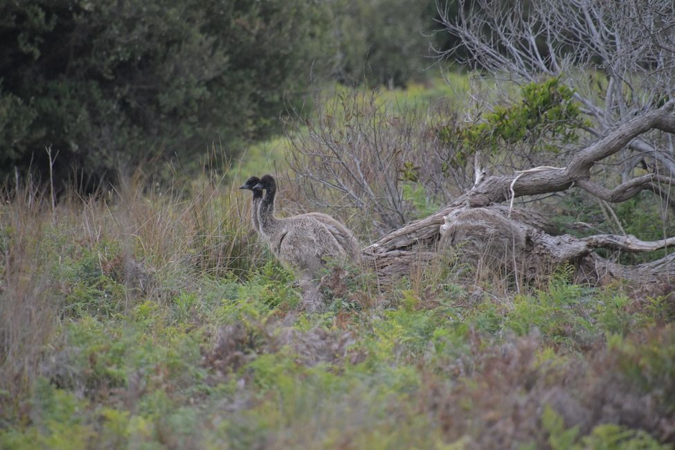 Wilsons Prom Wildlife Track - Emu offspring
