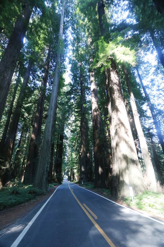 "Avenue of the Giants" - कैलिफोर्नियायां तस्मादपि अधिकाः वृक्षदिग्गजाः 😉