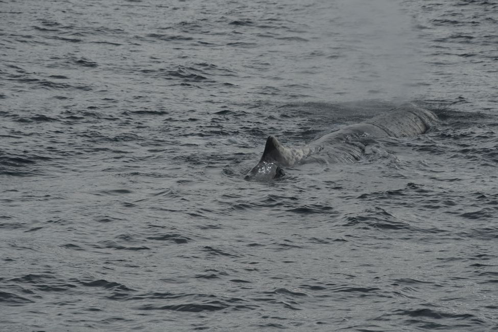 Kaikoura - Sperm whale