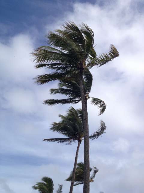 Palms in the wind