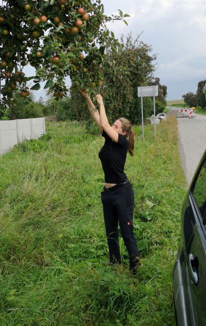 Slowakei: Apfelbäume...überall... Ganze Alleen