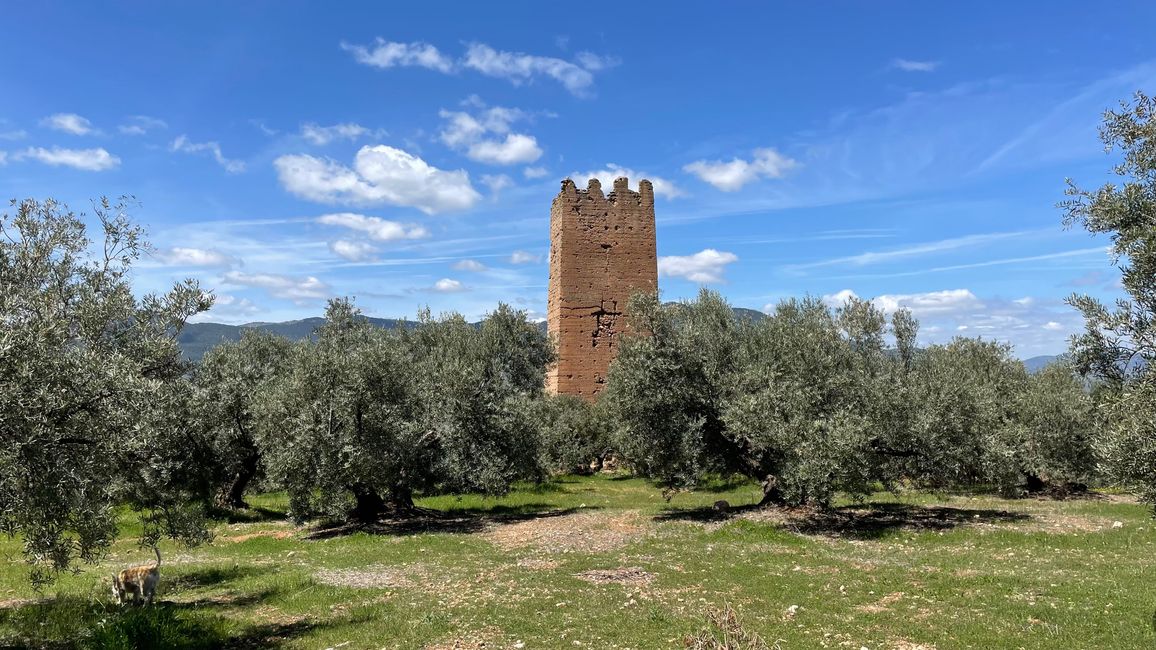 Wachturm im Olivenhain