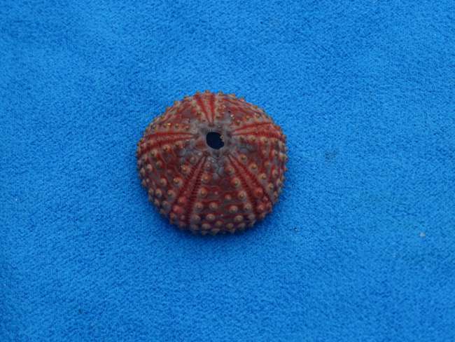 Sea urchin found on Fabian's beach