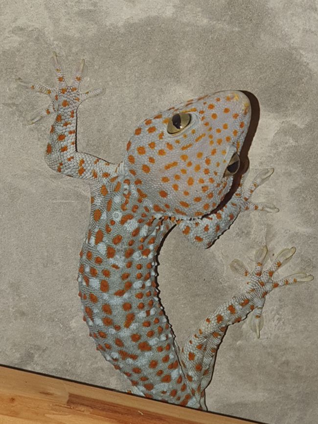 Ein Tokeh-Gecko! Die Männchen machen einen Riesen-Krach