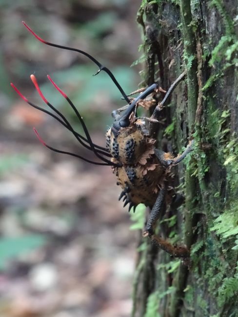 Was aus dem Käfer wächst ist ein Parasit. Ein Pilz der Insekten als Wirt benutzt und sie somit tötet.