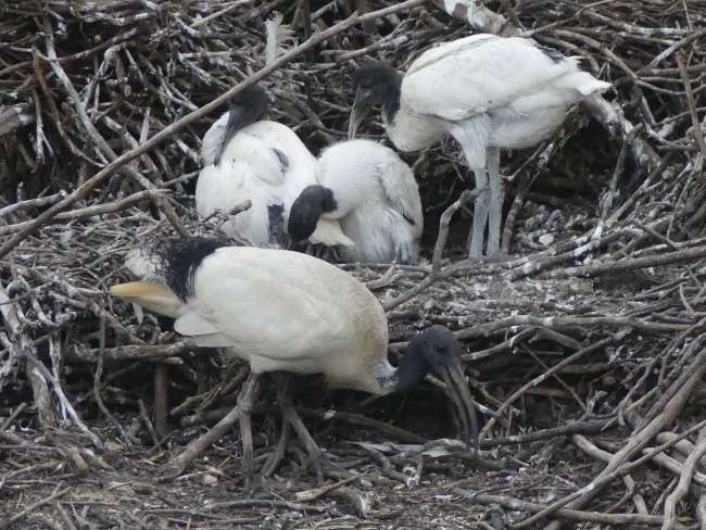 White ibis with chicks