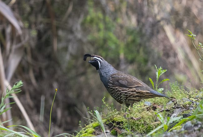 California quail (male)