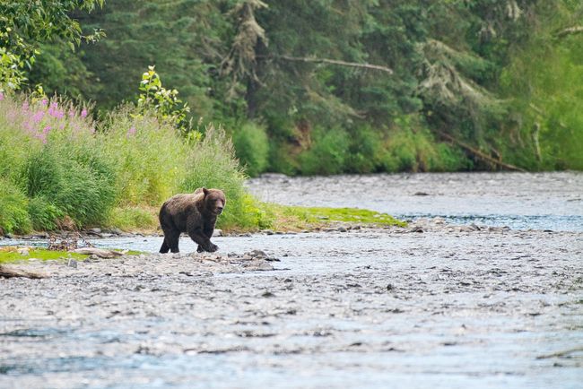 Brownbear walking upstream