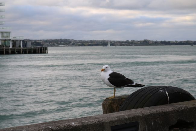 A seagull enjoys the peace...