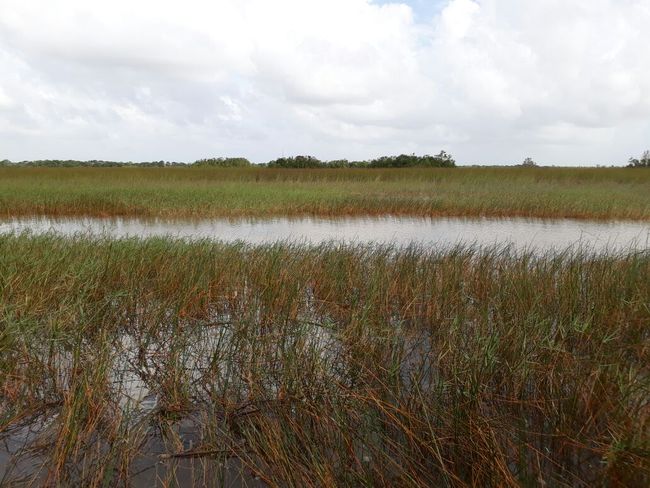 Unendliche Weite der Everglades