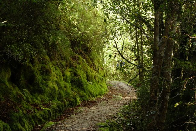 Typical path near Mackay Hut
