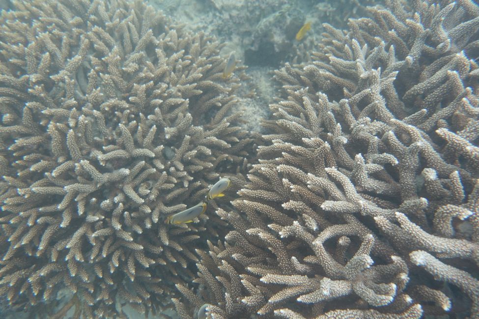 Coral paradise..... - walang salita