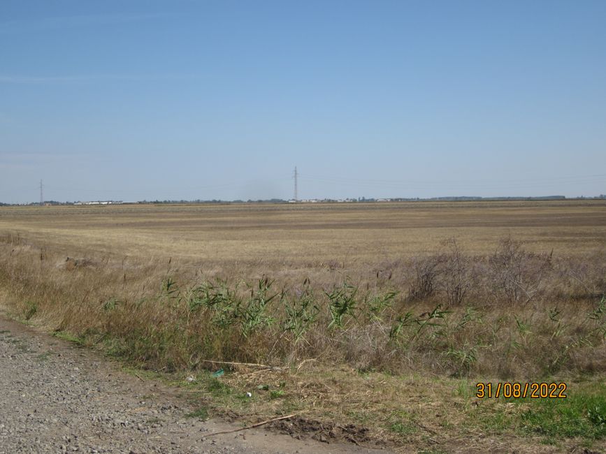 Dried-up sunflower fields