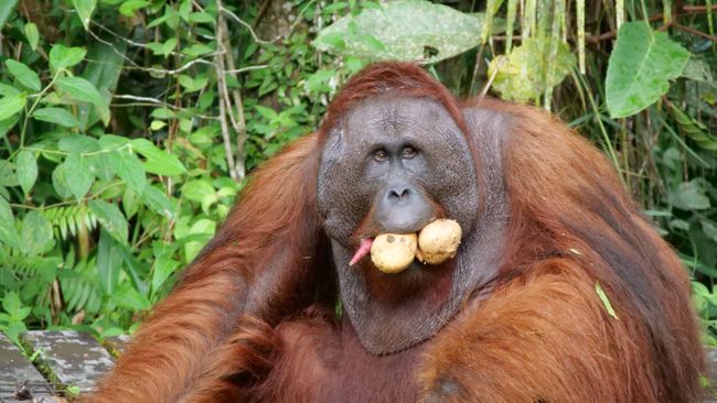 Orangutan Feeding