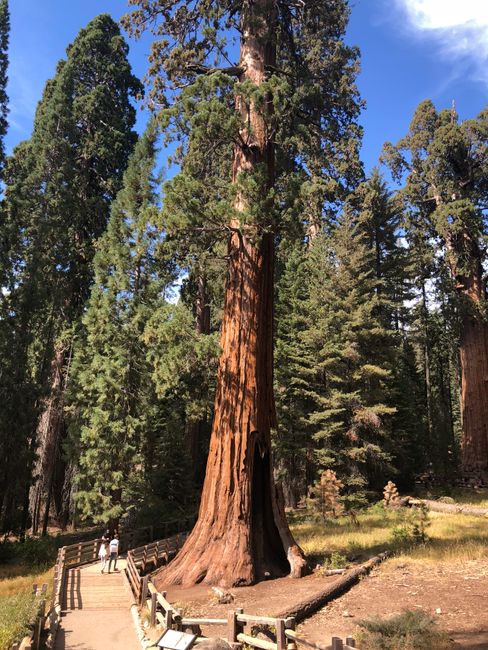 Sequoia National Park 24.9.18