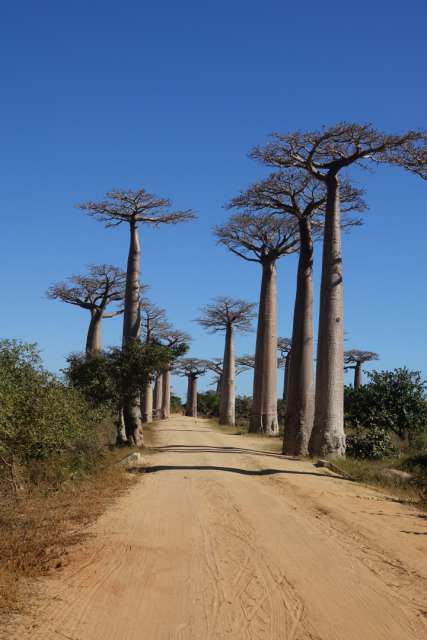 Day 62 Baobab Road