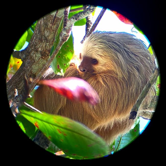 Sloth captured