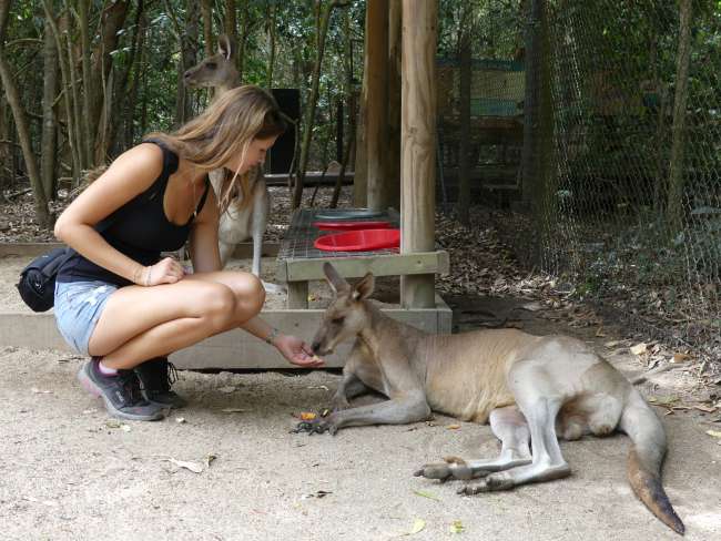 Feeding the kangaroo