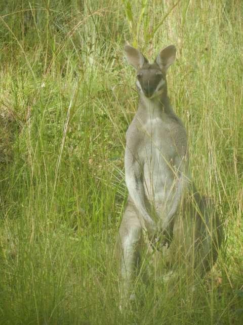 whiptail wallaby in Lamington National Park