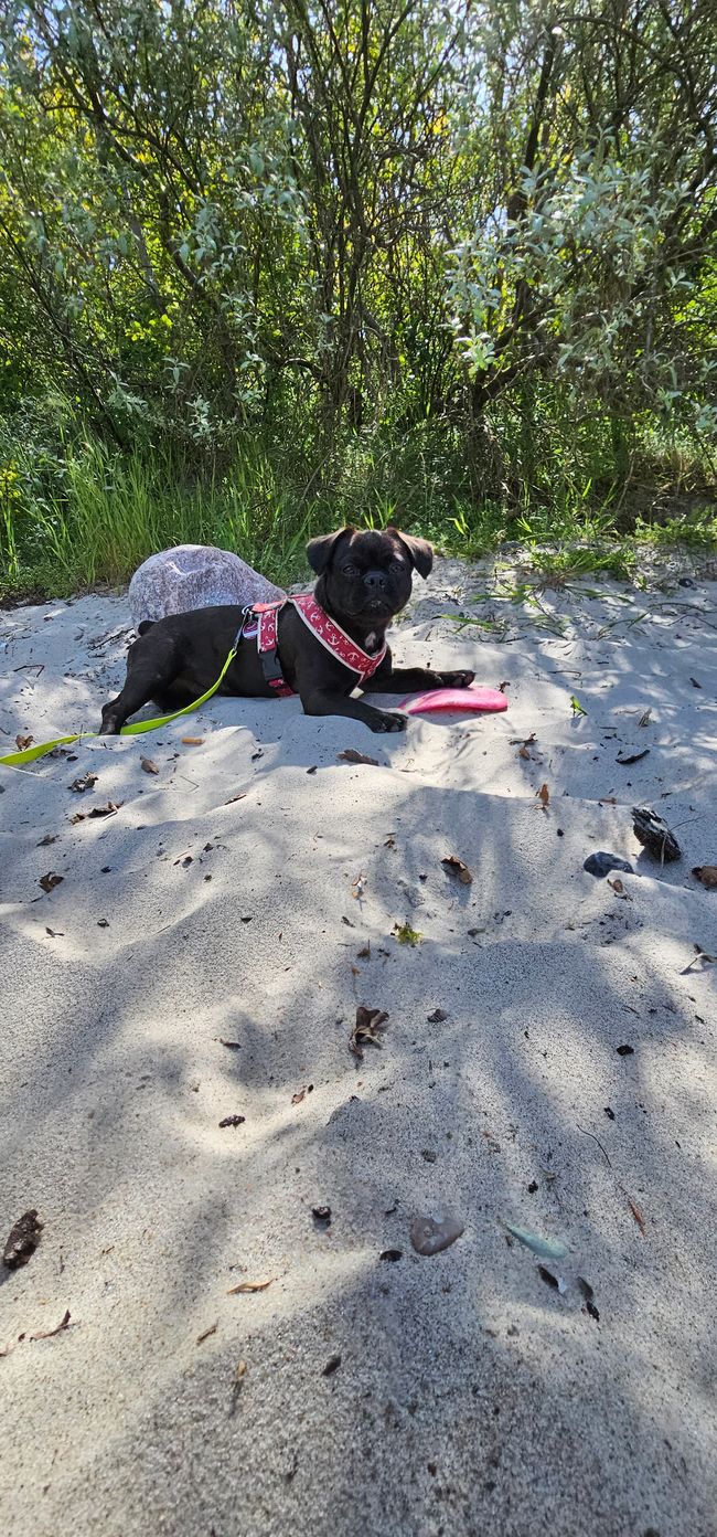 Pepe im Sand