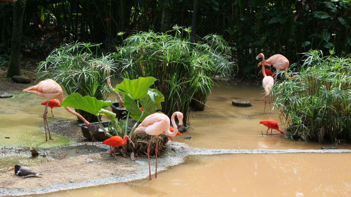 Flamingo & Roter Ibis