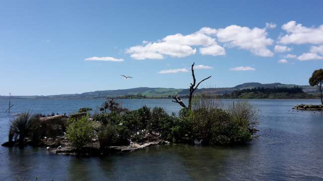 Möweninsel im Lake Rotorua