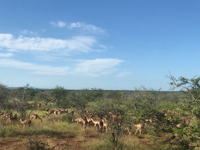Abenteuer Safari