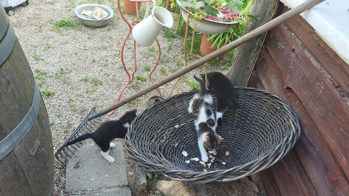 Katzenbabys