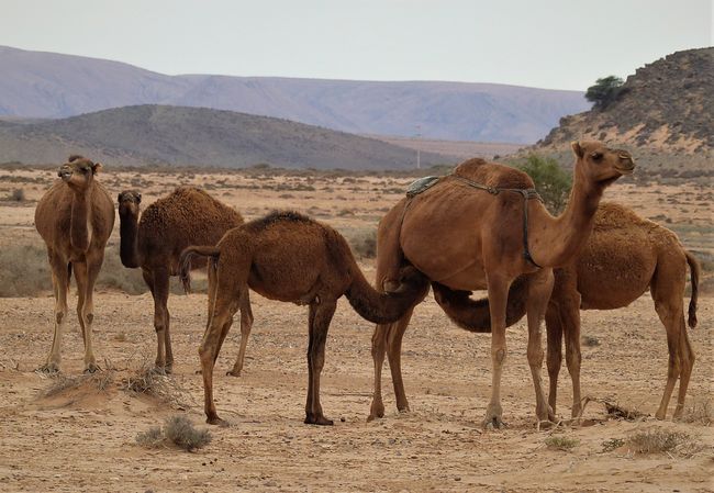 Oasen in Morocco and rain in the desert